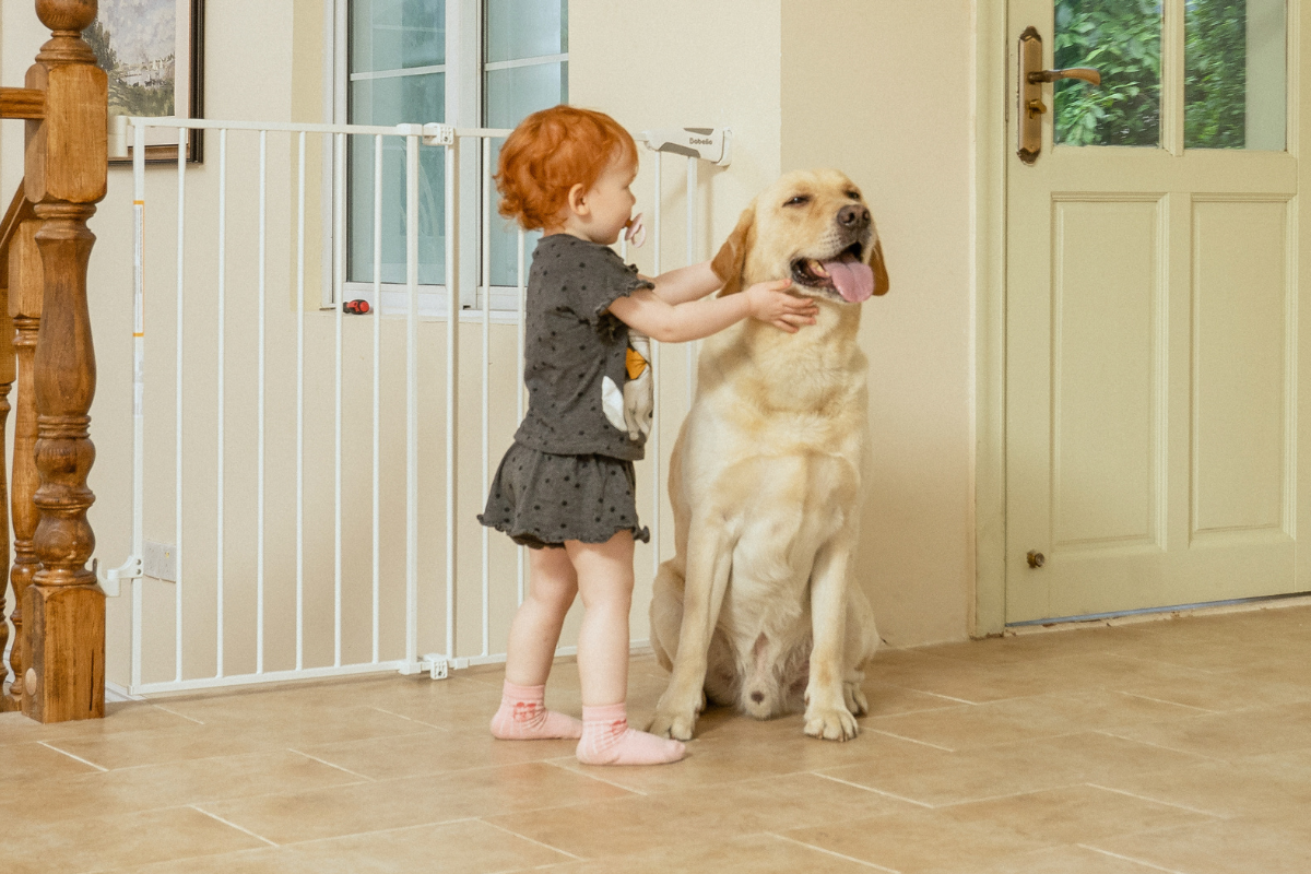 Babelio baby safety gate in hallway with toddler and dog, ensuring child safety at home
