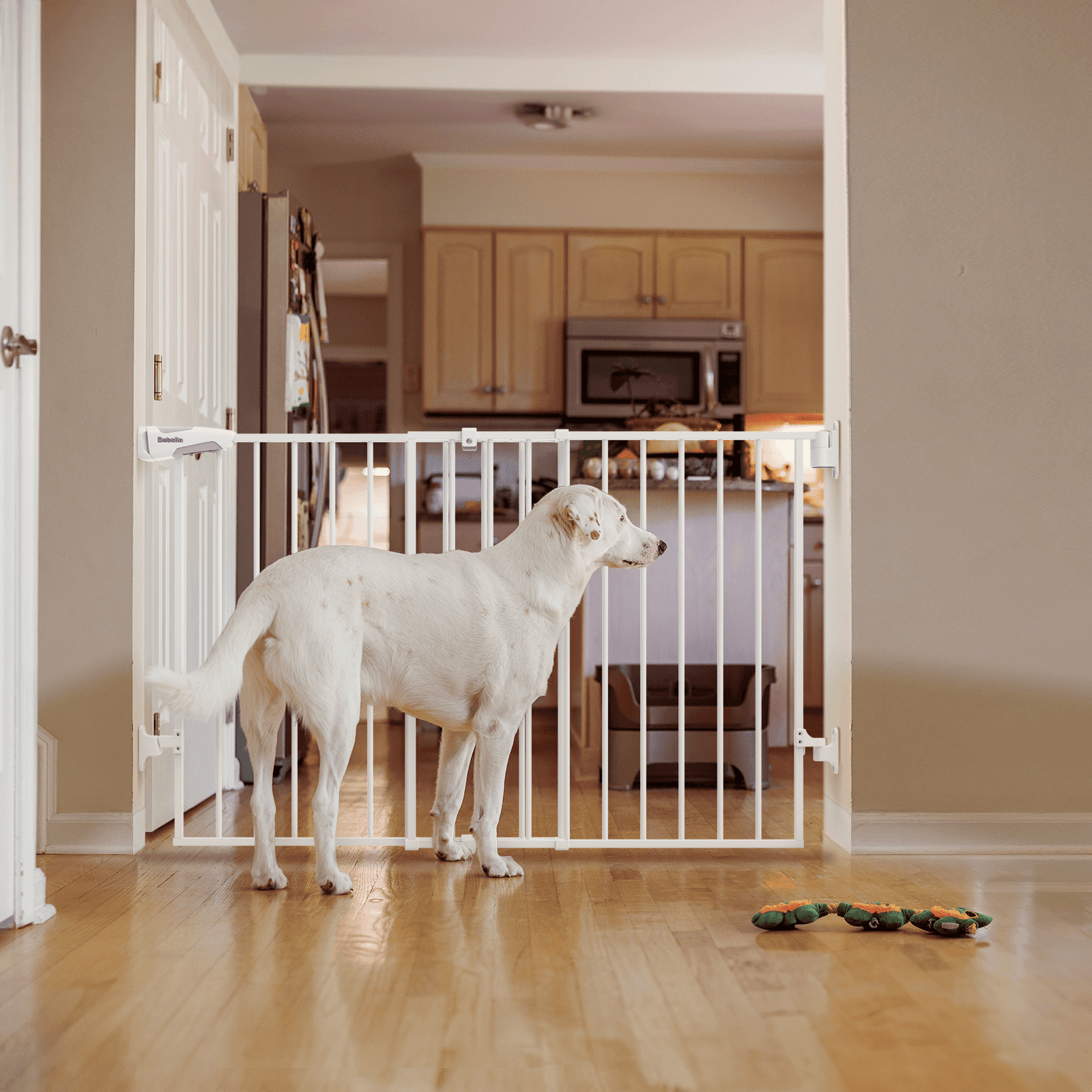 Babelio baby safety gate installed in a kitchen doorway with a white dog nearby