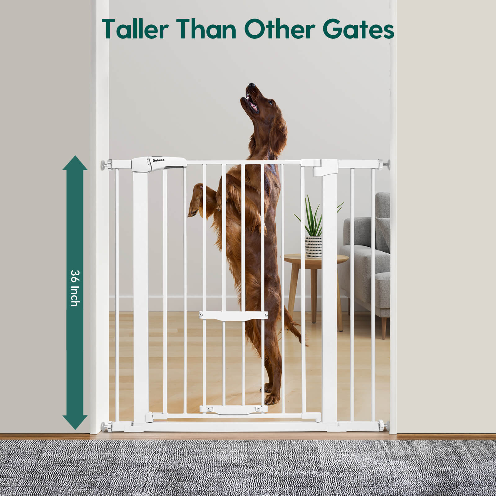 Babelio baby safety gate with adjustable cat door, 36 inch tall, in living room with dog